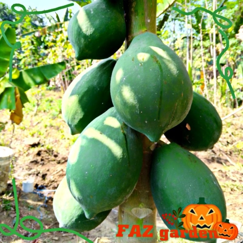 

FRESH Petik langsung /(1 buah) Pepaya muda buat sayur