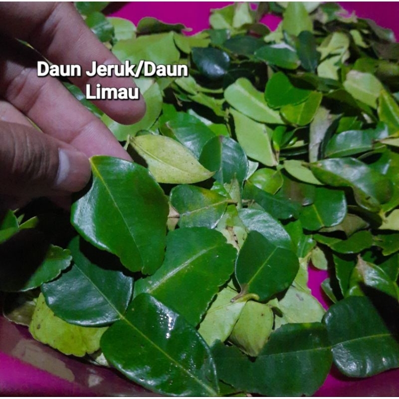 

Daun Jeruk/Rempah Dapur untuk masak