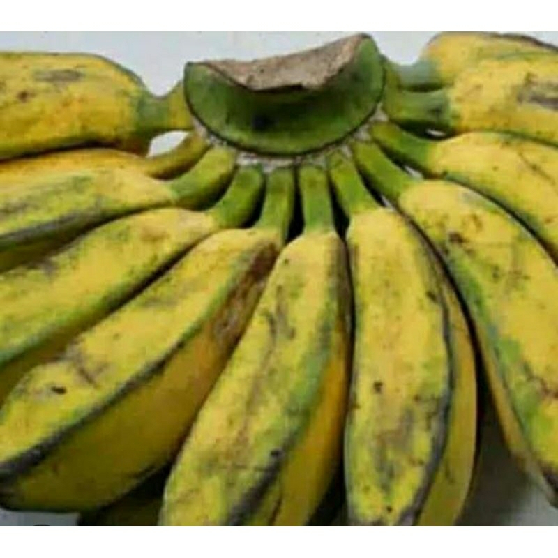 

pisang kepok tua 1 sisir