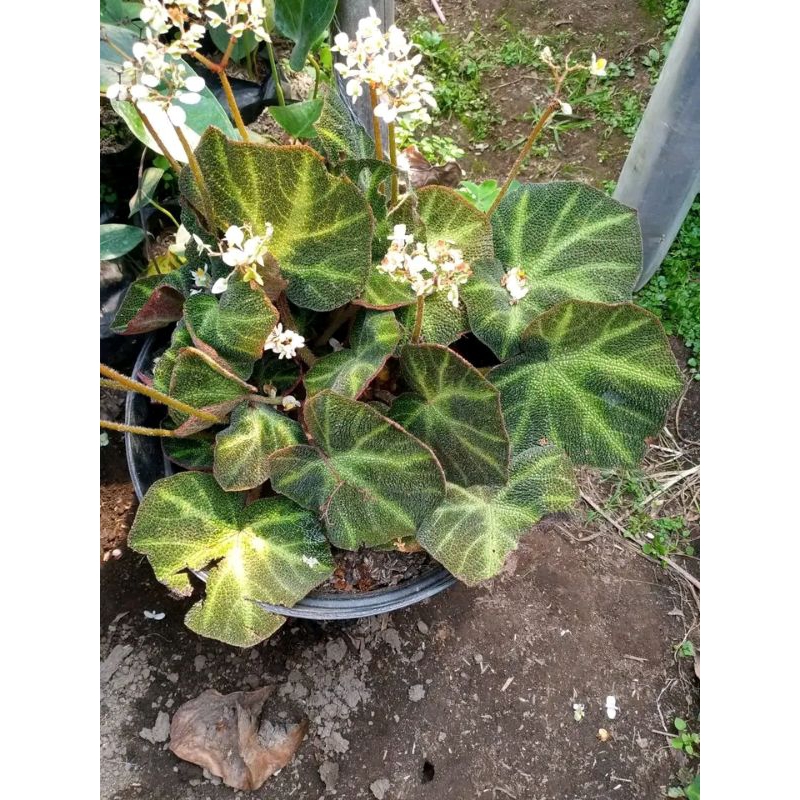 begonia karpet hijau