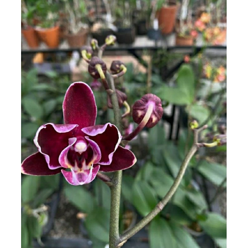 Anggrek Bulan Ber Spike phal Summer Breath - Anggrek Bulan Berspike Premium Siap berbunga