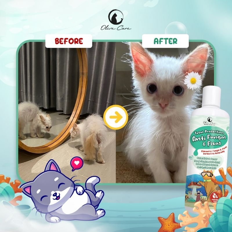 OLIVE CARE SHAMPO KUCING ANTI FUNGAL &amp; FLEAS UNTUK JAMUR, KUTU, SCABIES DAN PARASIT