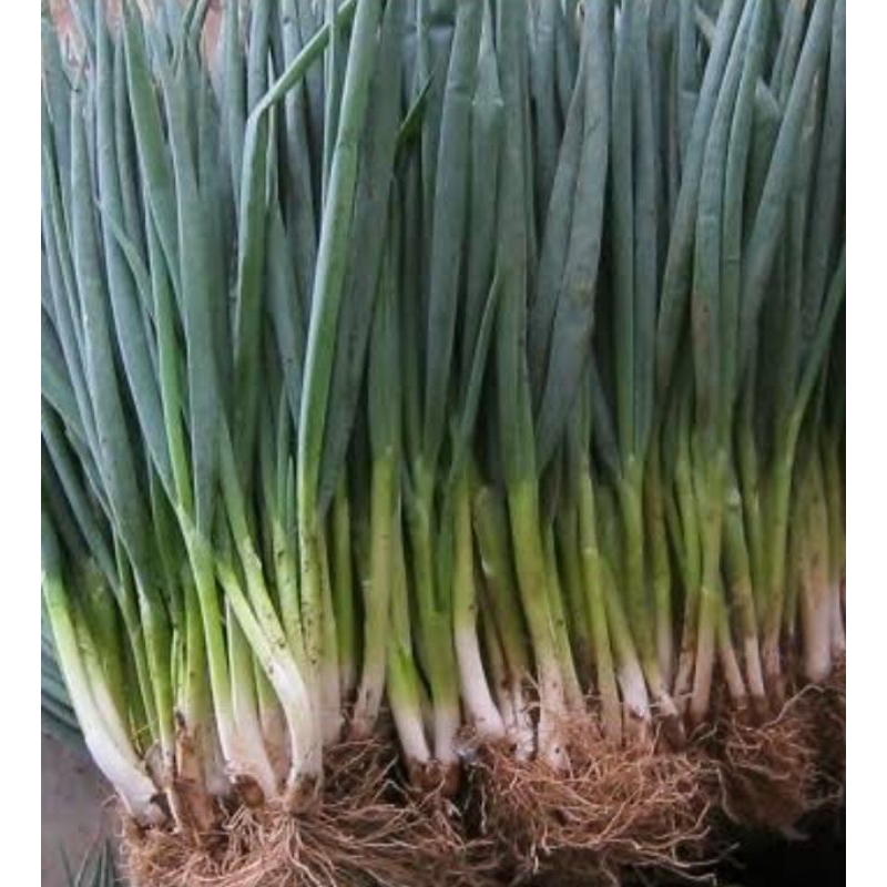 Biji benih bibit daun bawang prei