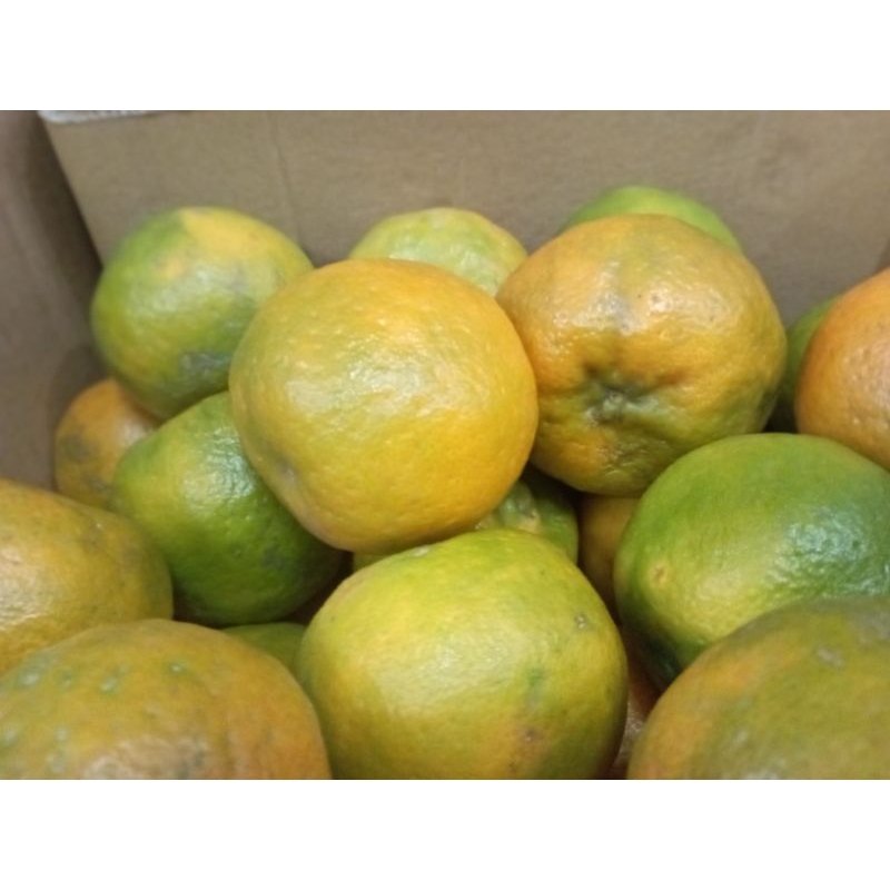 

jeruk garut kecil 1 kg