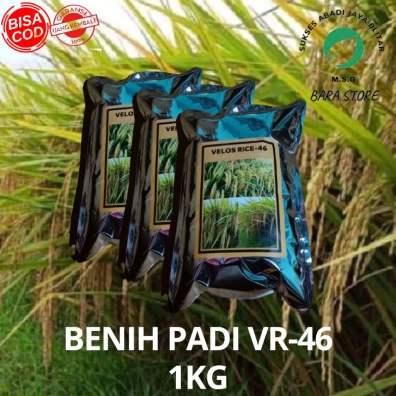 benih padi VR-46 1kg