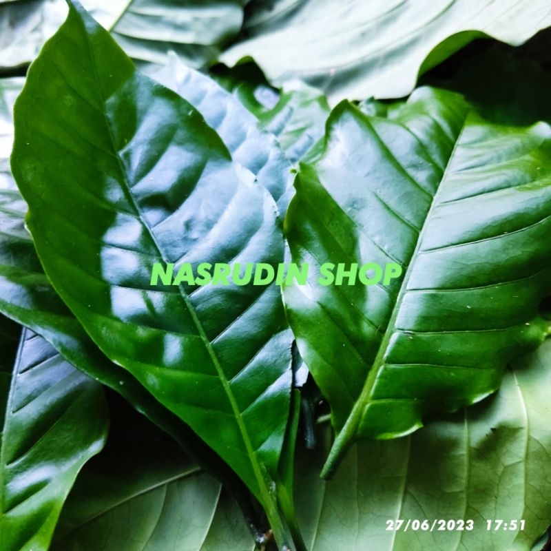 

[Fresh] DAUN KOPI MUDA 50 LEMBAR SEGAR