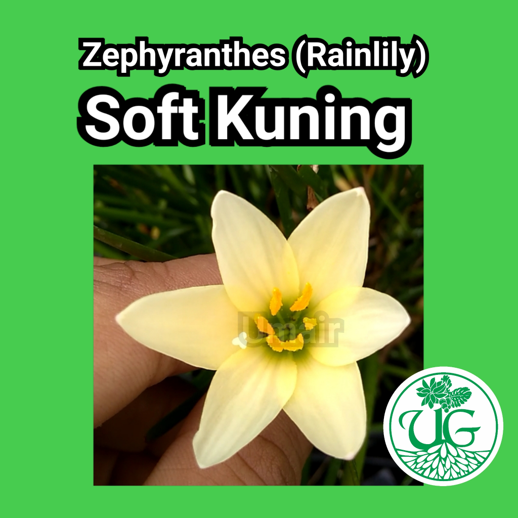 Umbi zephyranthes soft yellow ( zephyranthes / Rain lily )