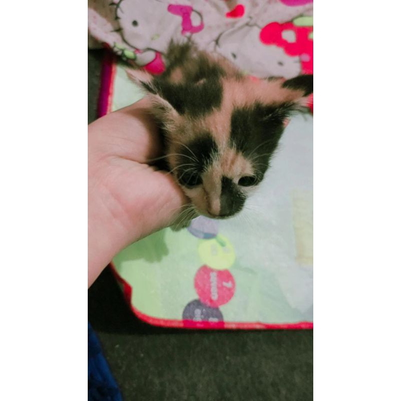 OPEN ADOPT KITTEN CAMPURAN MIXDOM PERSIA BELANG KHUSUS SURABAYA SAJA