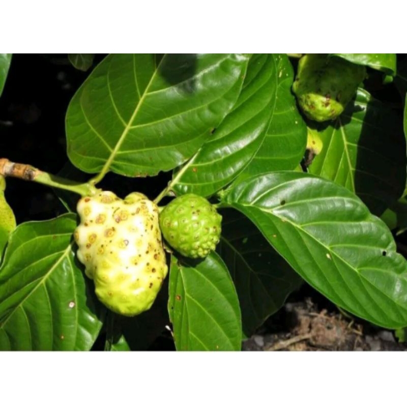 

Daun mengkudu termurah segar 500gram dipetik dadakan