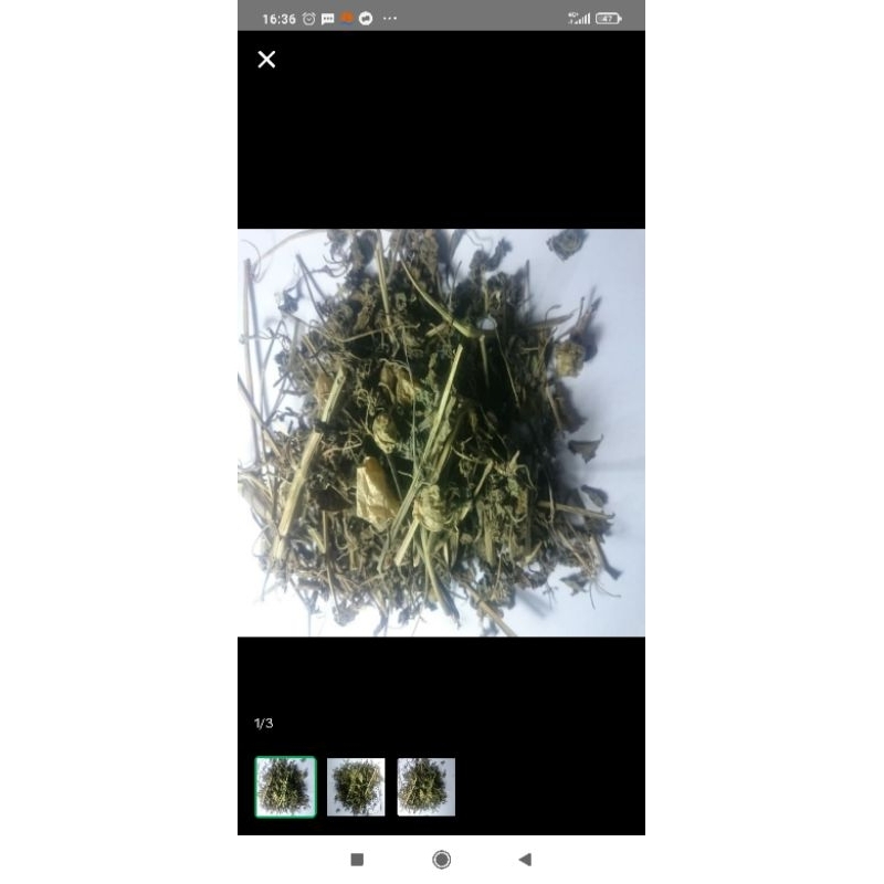 

MURAH DAUN CIPLUKAN KERING