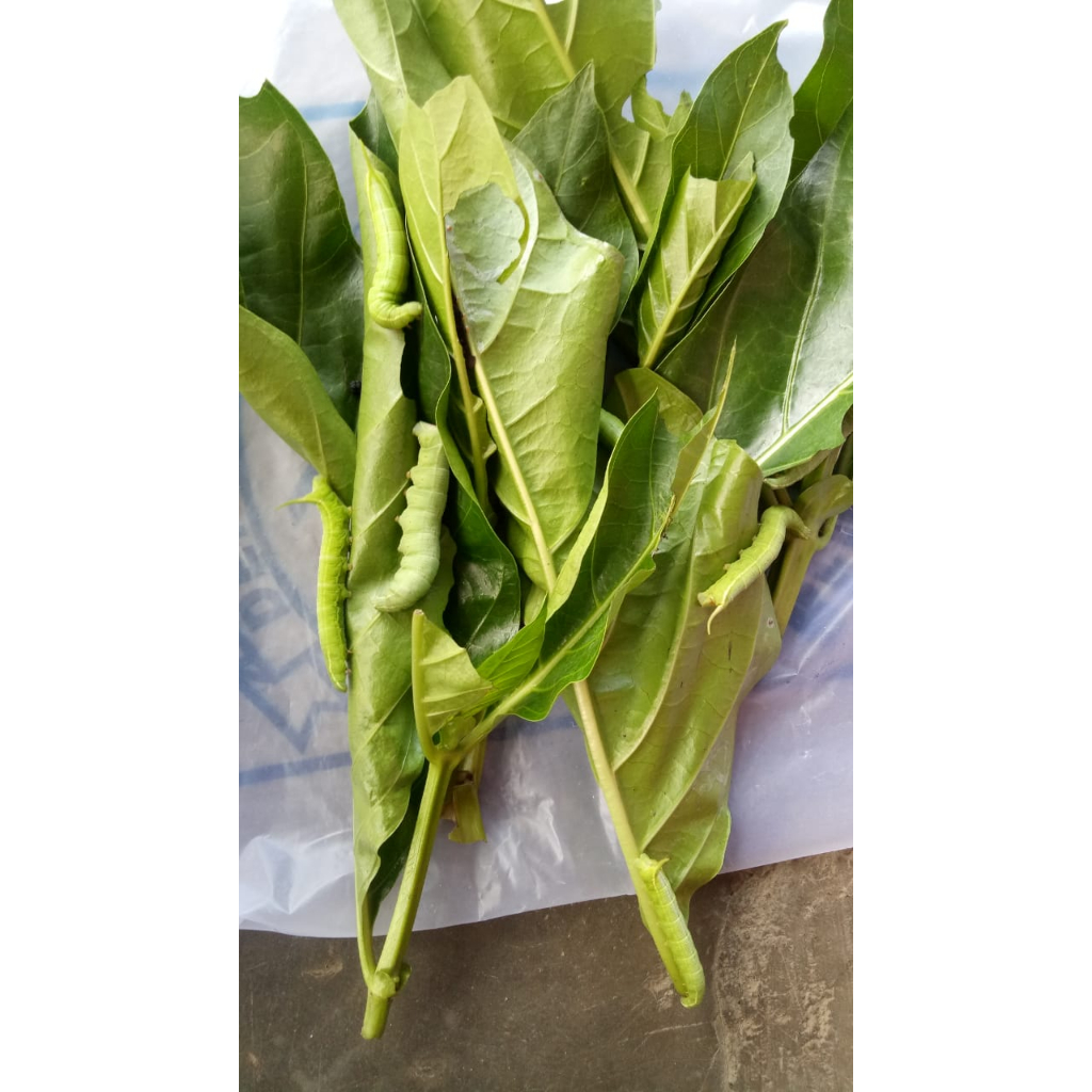 Ulat Pace / Ulat Mengkudu Umpan