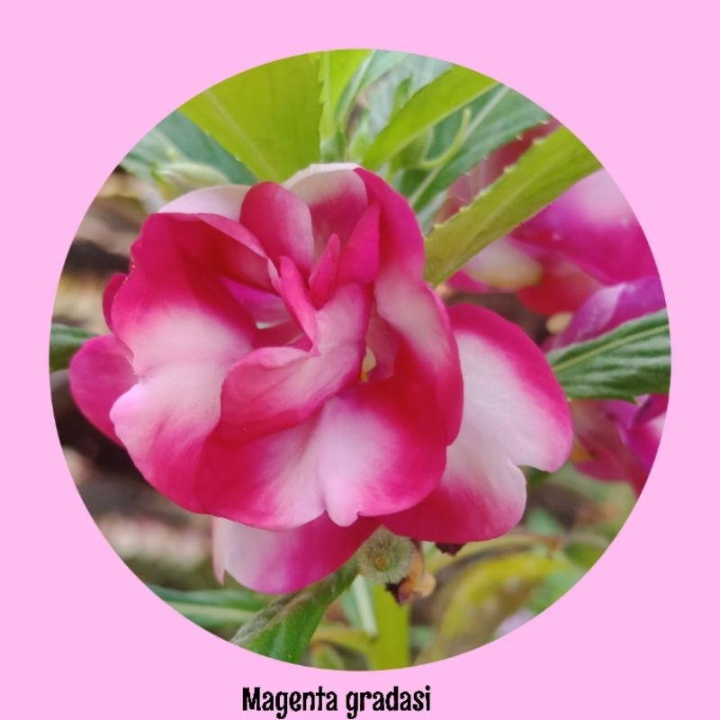 Biji bunga pacar air tumpuk / balsamina impatiens warna gradasi magenta