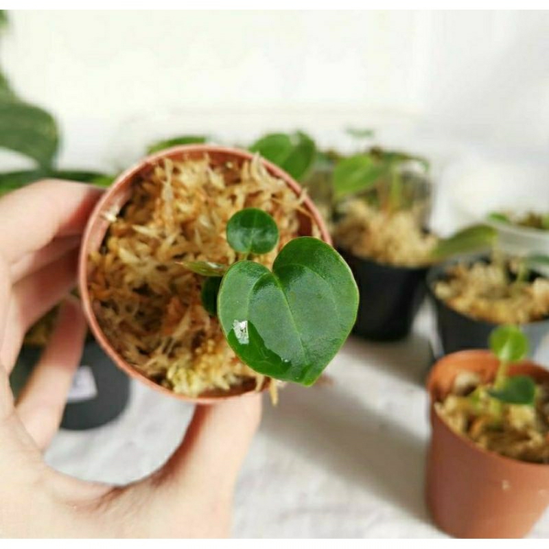 Anthurium hybrid seedlings - Bibit Tanamanhias anthurium Hybrid