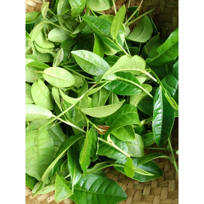 

DAUN TEH SEGAR 500 GRAM / DAUN TEH FRESH