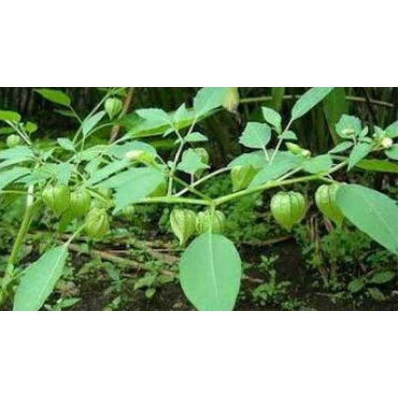 

Daun lenjuhang daun herbal