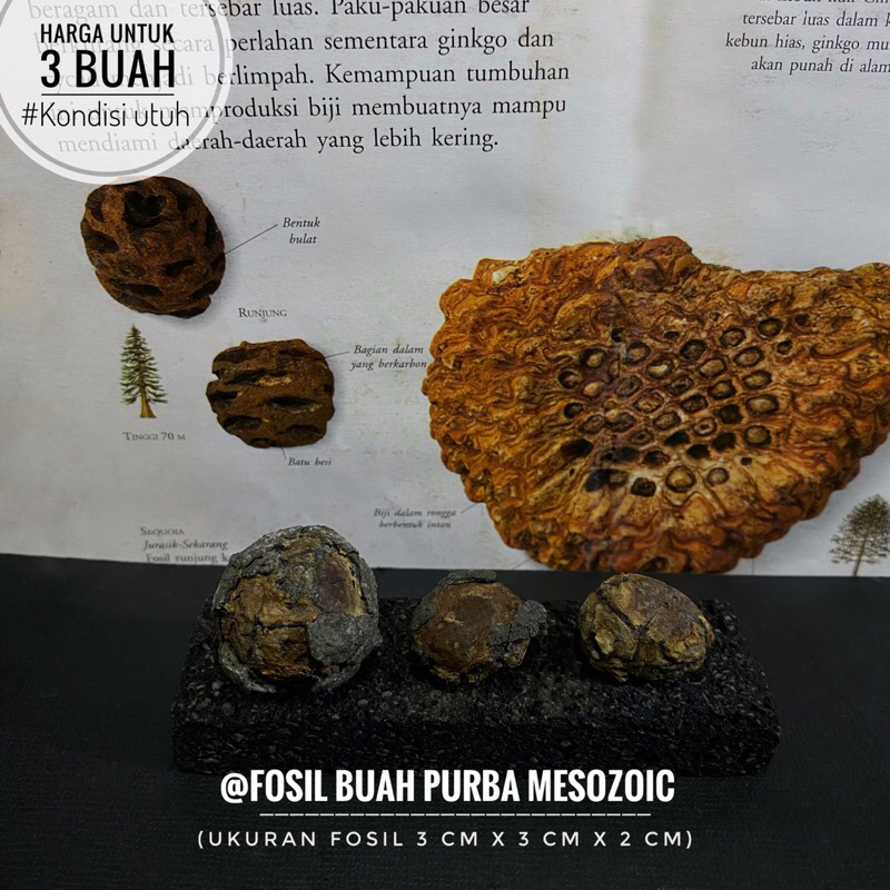 Fosil Buah Purba Mesozoikum C22 atau Fosil Biji Buah atau Fosil Tanaman atau Fosil Tumbuhan