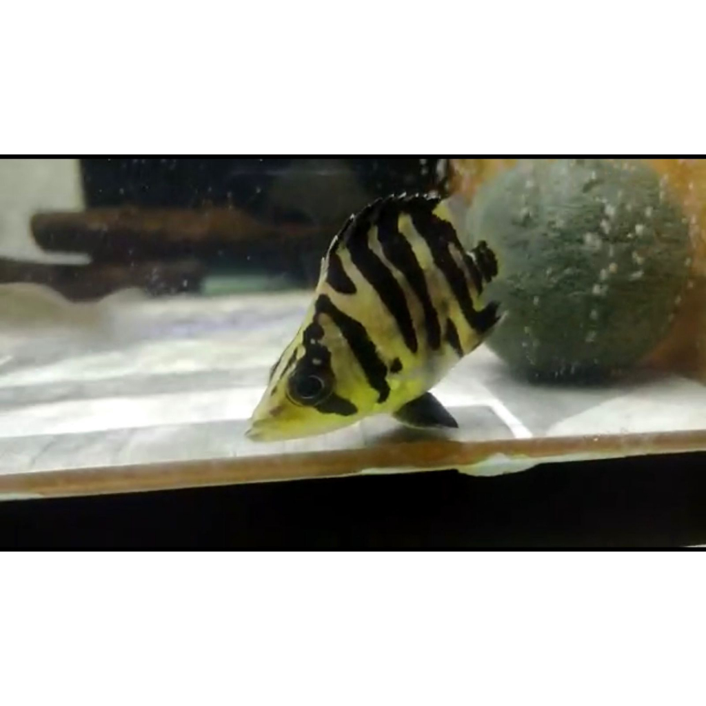 DATZ SHORT BODY 5-6cm . DATZ SB. DATZ BORNEO