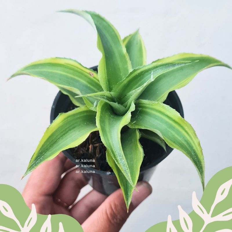 Cryptanthus Acaulis ' Kriptantus Hijau ' sukulen kaktus tanaman hidup