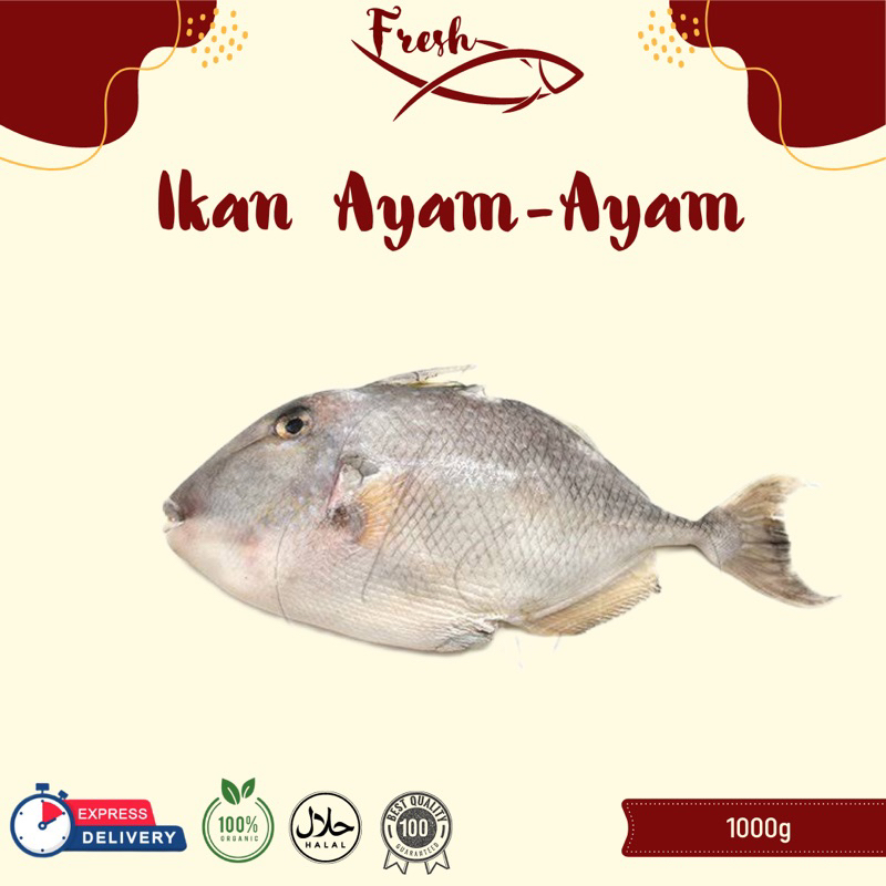 

IKAN AYAM-AYAM FRESH 1kg