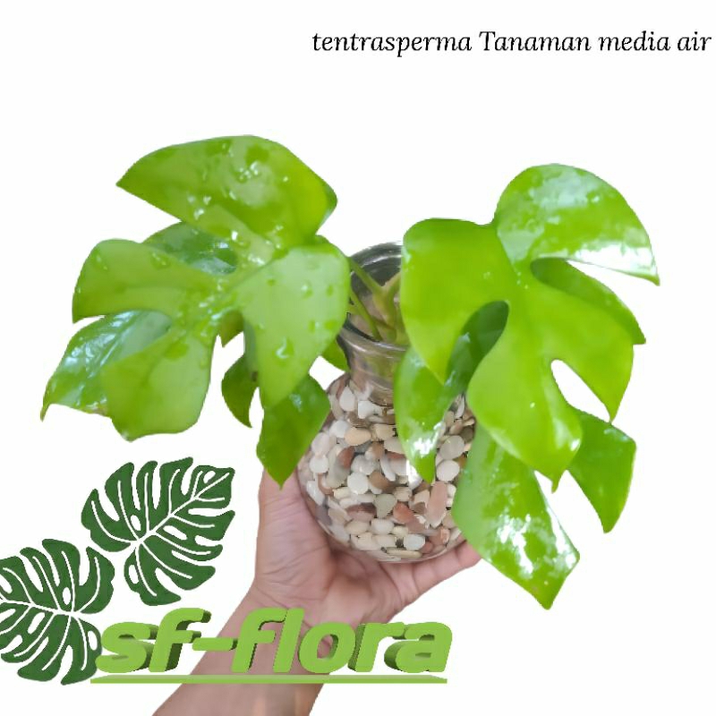 Tanaman Hias media air tentrasperma-tanaman bisa hidup di Media air Monstera tentrasperma