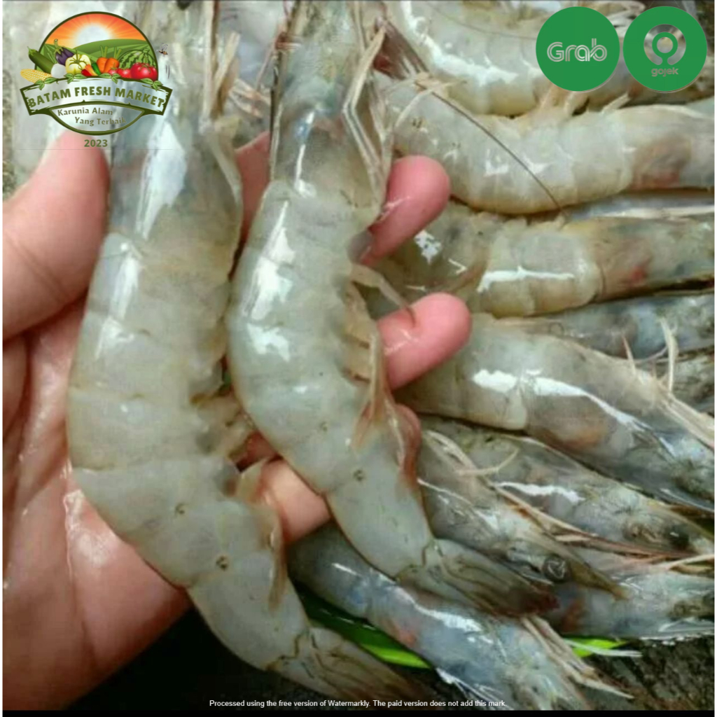 

Udang Besar Fresh