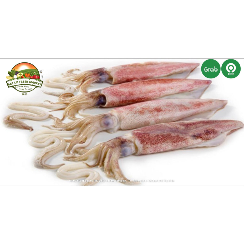 

Cumi Cumi Besar Fresh
