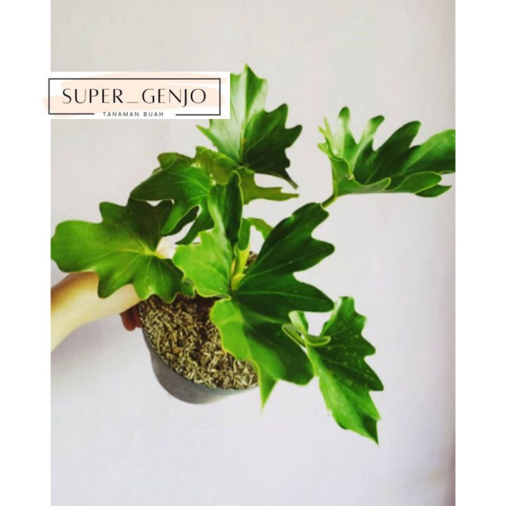 Tanaman Bunga Hias PhiloDendron Super