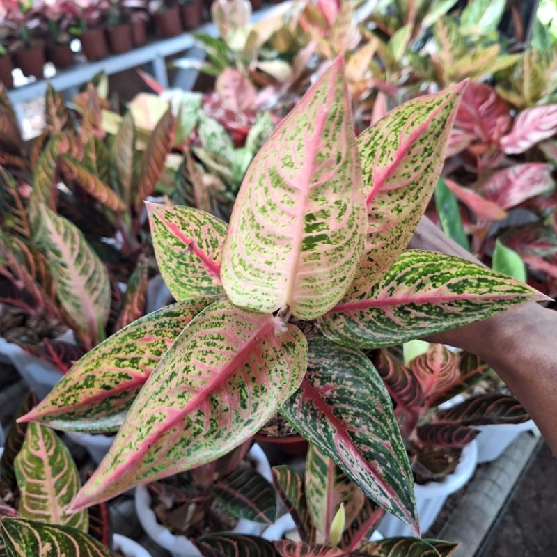 Aglonema Red Legacy Dewasa Daun 6-7-8