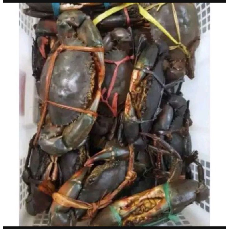 

kepiting frozen ukuran 7 on atu 8 on 2 ekor ya kak