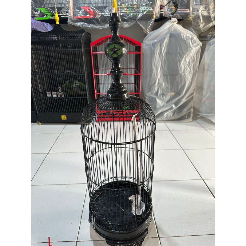 PION SANGKAR BURUNG PLECI MAHKOTA PLECI PION