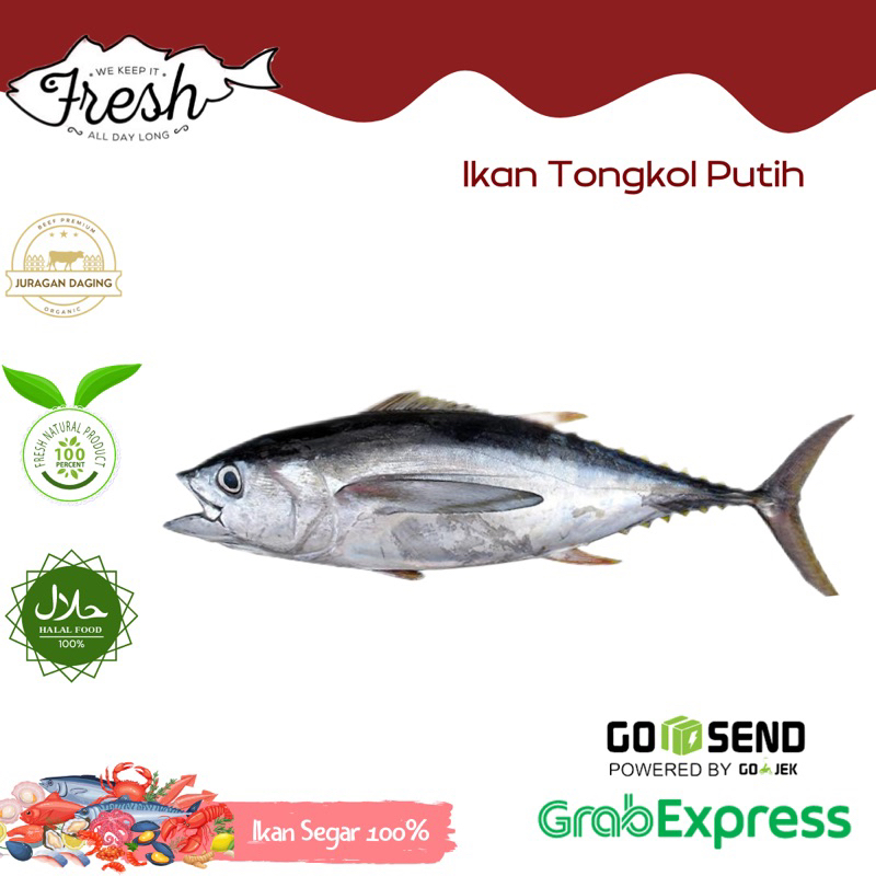 

IKAN TUNA/TONGKOL PUTIH FRESH 1kg