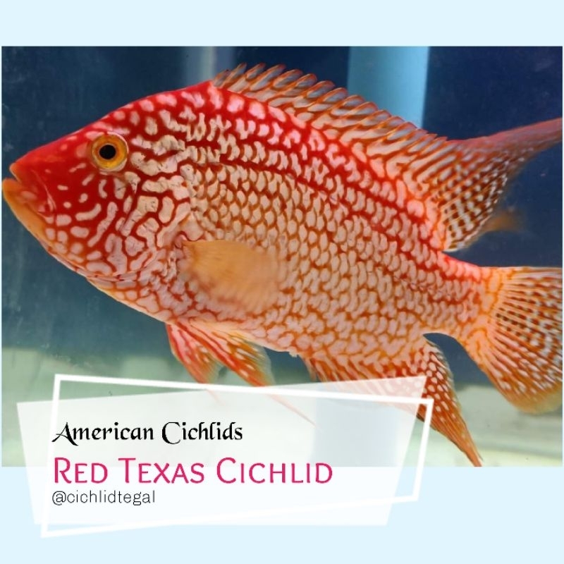 American Cichlid Red Texas ▪︎ CICHLID TEGAL