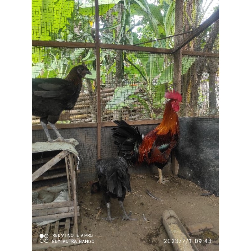 TELOR AYAM PELUNG JUMBO KLASIK KOKOK SANGAT PANJANG