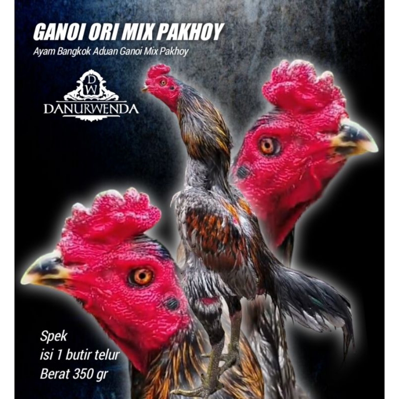 Ayam Bangkok Aduan Asli pakhoy mix Ganoi telur tetas