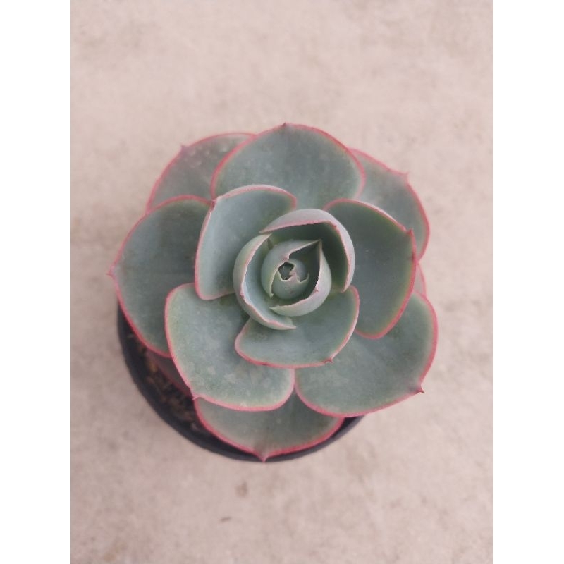 Echeveria Da Vinci Code