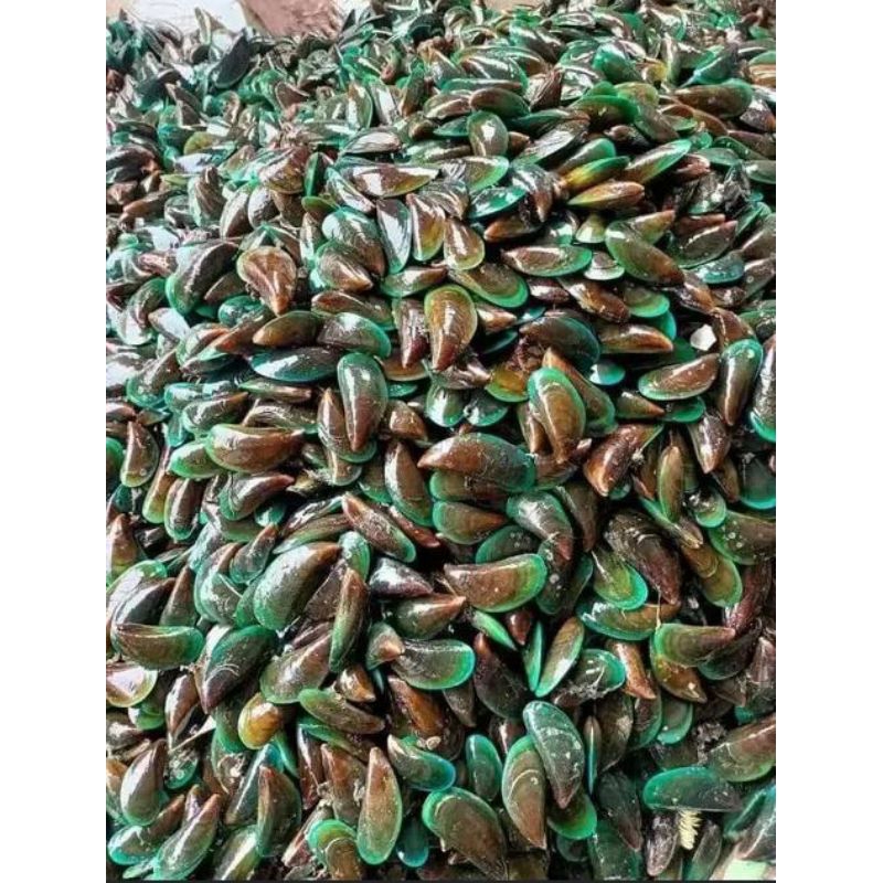 

Kerang ijo fres & sudah di kupas