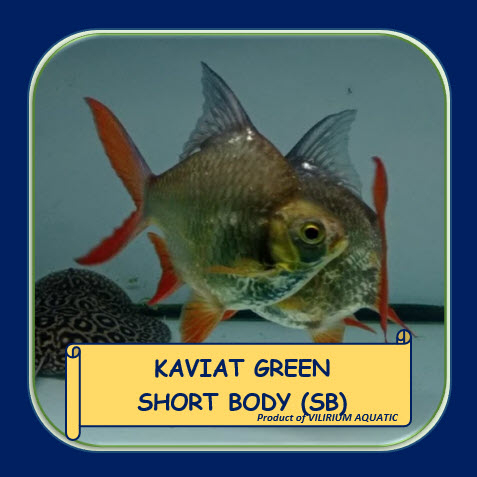 IKAN HIAS AIR TAWAR - KAVIAT GREEN SHORT BODY (SB)