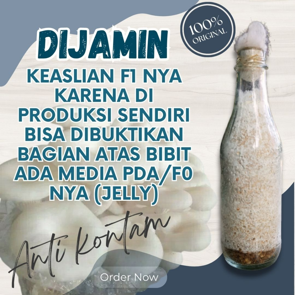 Bibit F1 Jamur Tiram Putih Berkualitas