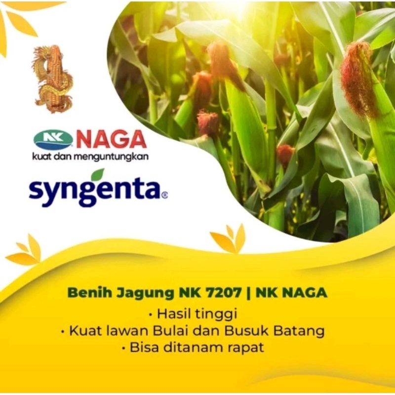 benih jagung Nk7207 naga  sygenta