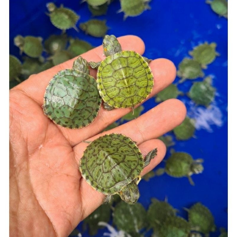 HIASAN AQUARIUM  kura kura brazil lucu imut