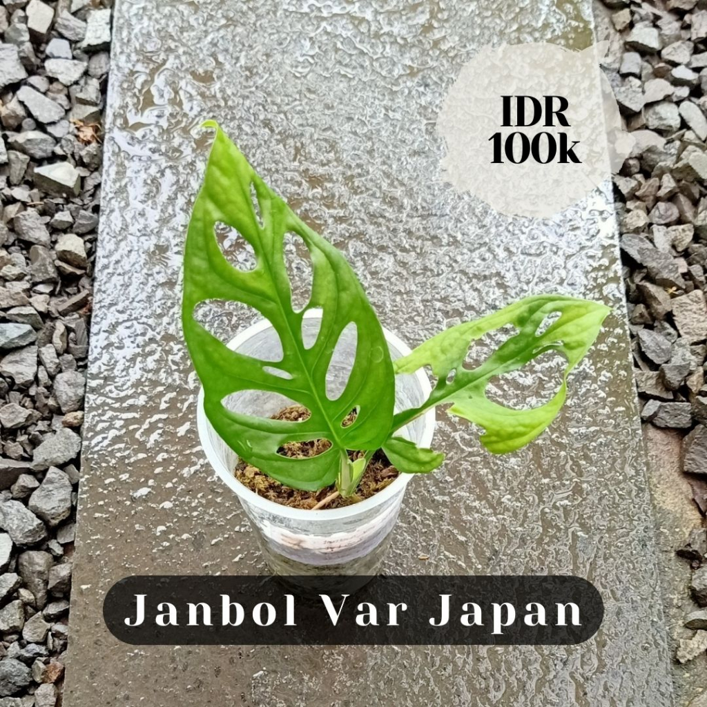 Janbol Var Japan