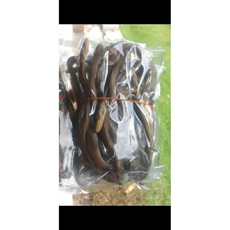 

Belut Laut