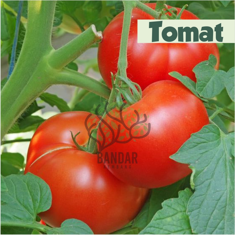 Bibit Tomat Siap Berbuah Tanaman Tambulampot