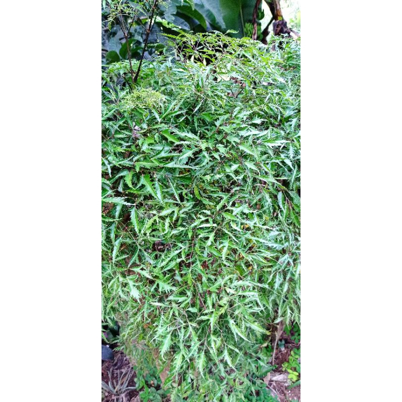 

Daun lalapan belangkas daun IMBA segar 500 gram