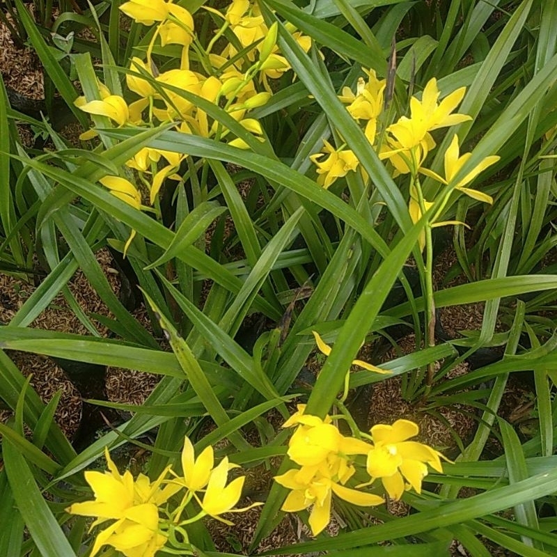 Anggrek Tanah Kuning