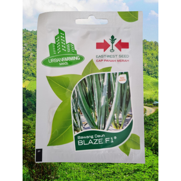 Benih Bawang Daun BLAZE F1
