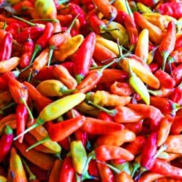 

cabai rawit 1kg