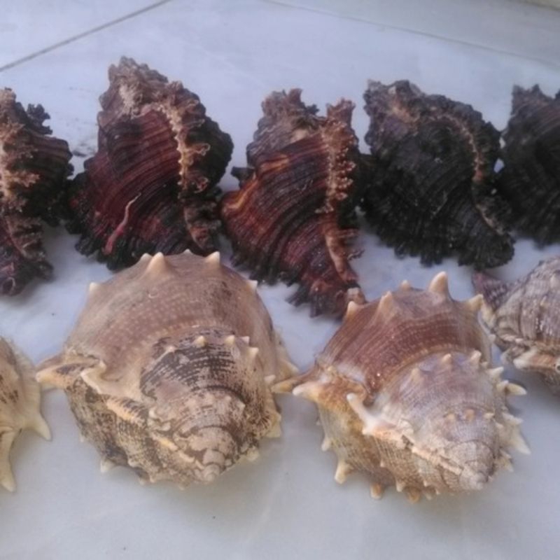 Cangkang Kerang Siput Laut Aksesoris Akuarium Kelomang /