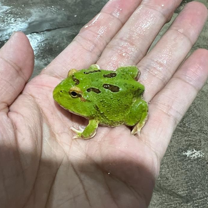 Pacman frog kodok pacman green 4 spot