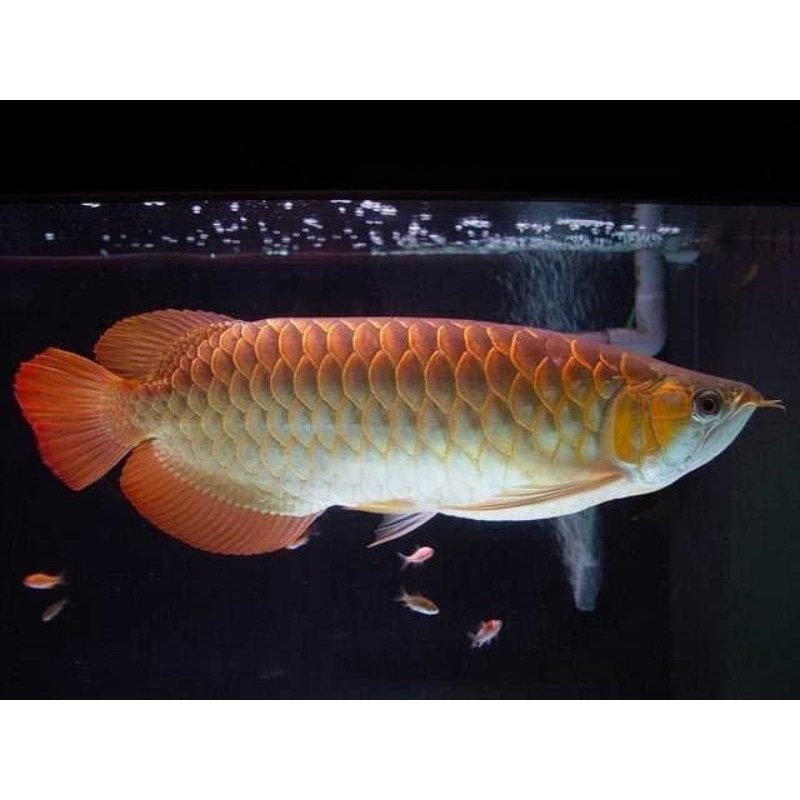 Golden red 40cm